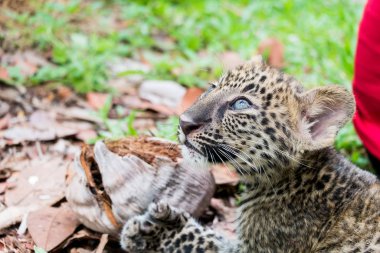 Bebek leopar yağmur ormanlarında bulundu, şimdi vahşi yaşam üreme istasyonunda yaşıyor..