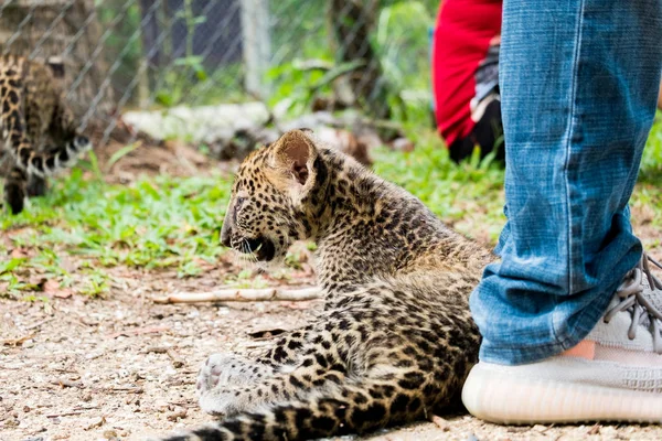 Bebek leopar yağmur ormanlarında bulundu, şimdi vahşi yaşam üreme istasyonunda yaşıyor..