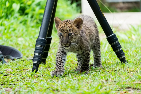 Leopardo Bambino Trovato Nella Foresta Pluviale Ora Vivono Allevamento Della — Foto Stock