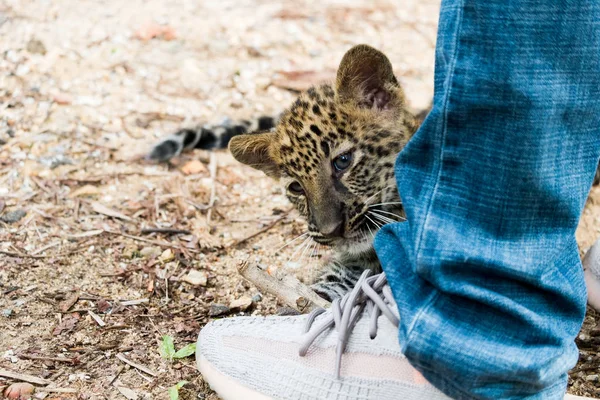 Leopardo Bambino Trovato Nella Foresta Pluviale Ora Vivono Allevamento Della — Foto Stock