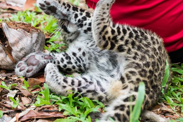 Leopardo Bambino Trovato Nella Foresta Pluviale Ora Vivono Allevamento Della — Foto Stock