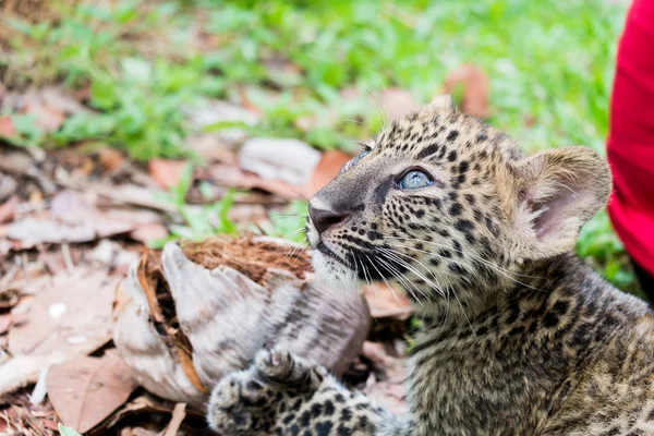 Leopardo Bambino Trovato Nella Foresta Pluviale Ora Vivono Allevamento Della — Foto Stock