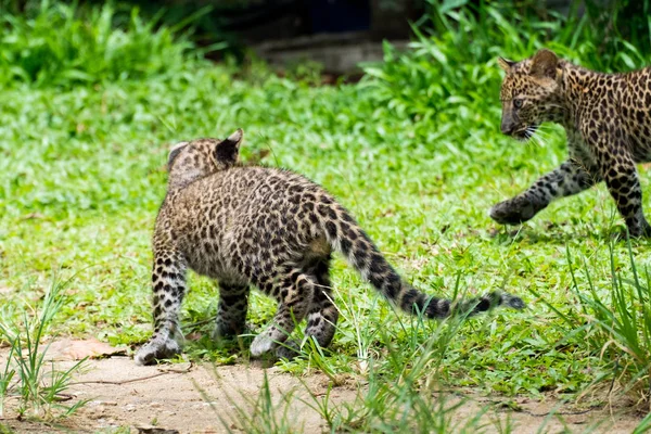 Leopardo Bambino Trovato Nella Foresta Pluviale Ora Vivono Allevamento Della — Foto Stock