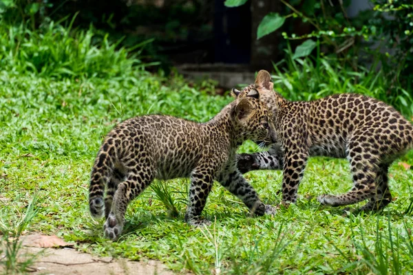 Leopardo Bambino Trovato Nella Foresta Pluviale Ora Vivono Allevamento Della — Foto Stock