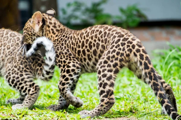 Bebek Leopar Yağmur Ormanlarında Bulundu Şimdi Vahşi Yaşam Üreme Istasyonunda — Stok fotoğraf