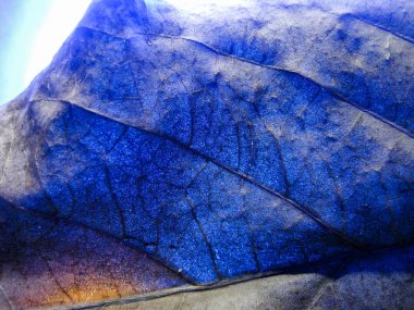 kuru yaprağın ışığın farklı renginde seçici odak dokusu