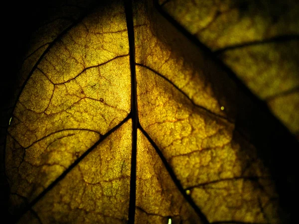 乾燥葉のマクロ選択的焦点テクスチャと光の色の違い — ストック写真