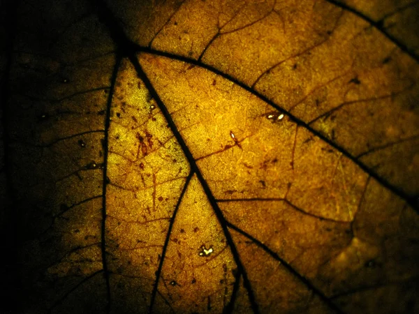 Macro Selective Focus Texture Dry Leaf Different Colour Light — 스톡 사진