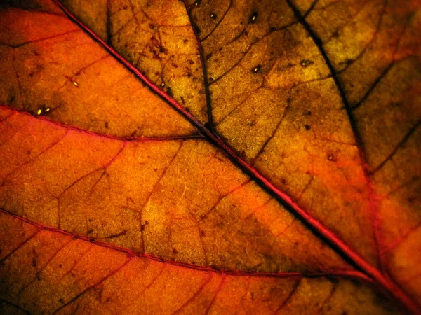 Makro Selektivní Zaostření Textury Suchého Listu Odlišnou Barvou Světla — Stock fotografie