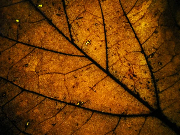 Macro Enfoque Selectivo Textura Hoja Seca Con Diferentes Colores Luz —  Fotos de Stock