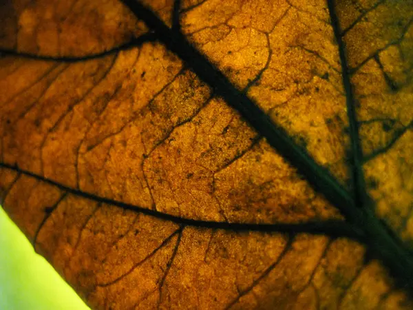 Macro Enfoque Selectivo Textura Hoja Seca Con Diferentes Colores Luz —  Fotos de Stock