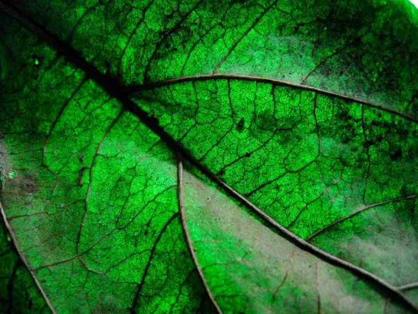 Macro Selectieve Focustextuur Van Droog Blad Met Verschillende Kleur Licht — Stockfoto