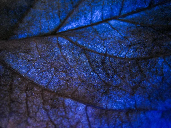 Macro Enfoque Selectivo Textura Hoja Seca Con Diferentes Colores Luz —  Fotos de Stock