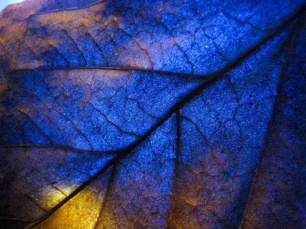 Макроселективная Текстура Сухих Листьев Разным Цветом Света — стоковое фото