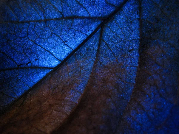 Macro Selective Focus Texture Dry Leaf Different Colour Light — 스톡 사진