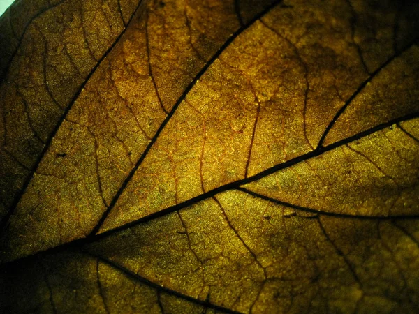 Makro Selektive Fokusstruktur Des Trockenen Blattes Mit Unterschiedlicher Lichtfarbe — Stockfoto