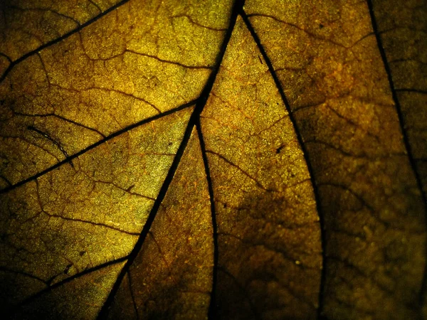 乾燥葉のマクロ選択的焦点テクスチャと光の色の違い — ストック写真