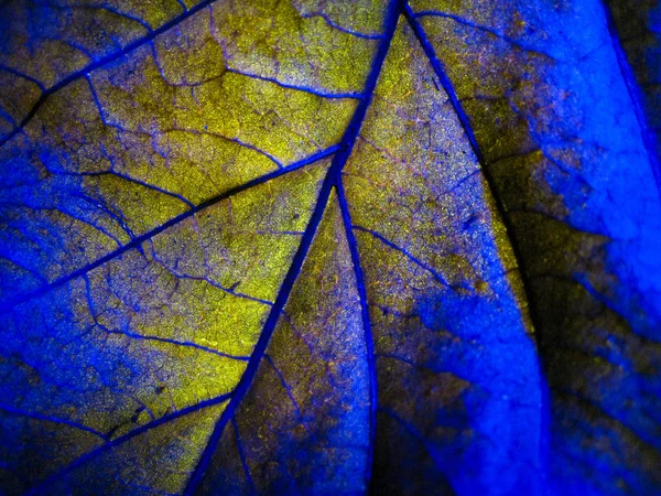 Макроселективная Текстура Сухих Листьев Разным Цветом Света — стоковое фото