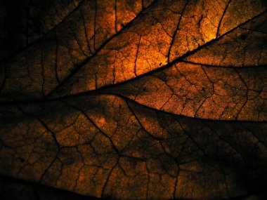 Yüzeyden ayrılma ayrıntıları için arka planda spot ışıklarıyla birlikte düşük ışıkta kuru bırakılma.