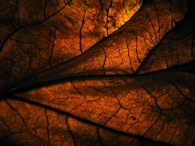 Yüzeyden ayrılma ayrıntıları için arka planda spot ışıklarıyla birlikte düşük ışıkta kuru bırakılma.