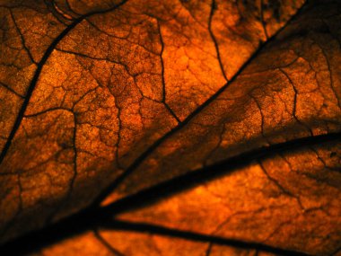 Yüzeyden ayrılma ayrıntıları için arka planda spot ışıklarıyla birlikte düşük ışıkta kuru bırakılma.