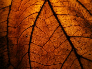 Yüzeyden ayrılma ayrıntıları için arka planda spot ışıklarıyla birlikte düşük ışıkta kuru bırakılma.