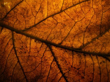 Yüzeyden ayrılma ayrıntıları için arka planda spot ışıklarıyla birlikte düşük ışıkta kuru bırakılma.