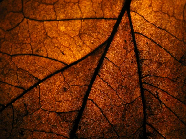 薄明かりの中で乾いた葉を閉じて裏にスポットライトを当て — ストック写真