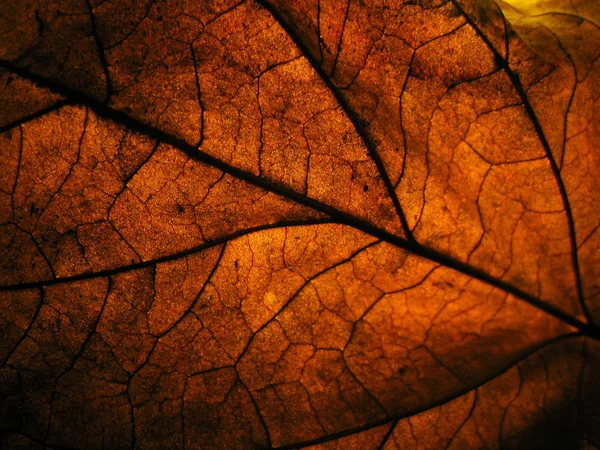 Closeup Dry Leave Low Light Spotlight Back Detail Leave Surface — Stock Photo, Image