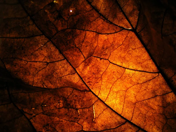 Closeup Dry Leave Low Light Spotlight Back Detail Leave Surface — Stock Photo, Image