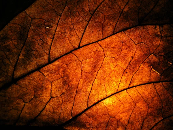 Closeup Dry Leave Low Light Spotlight Back Detail Leave Surface — Stock Photo, Image