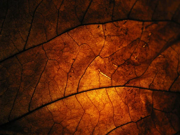 薄明かりの中で乾いた葉を閉じて裏にスポットライトを当て — ストック写真