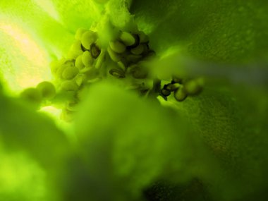 İçinde yeşil çan biberi tohumu resmi var..