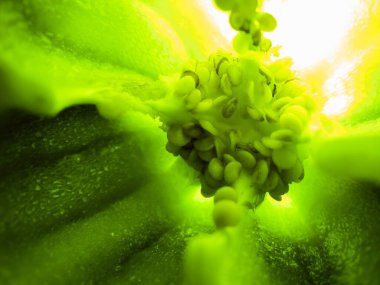 İçinde yeşil çan biberi tohumu resmi var..