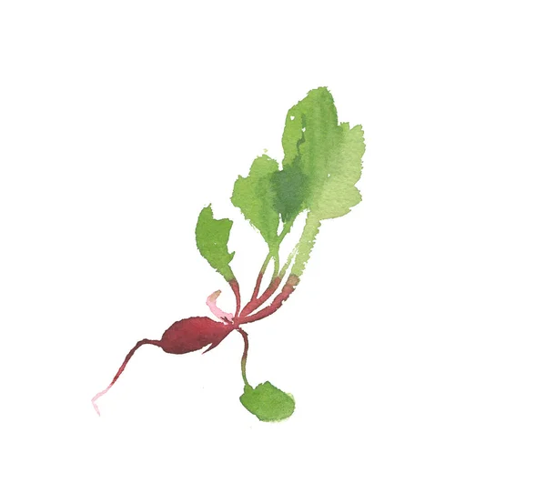 Frescura rábano aislado con hojas el fondo blanco —  Fotos de Stock
