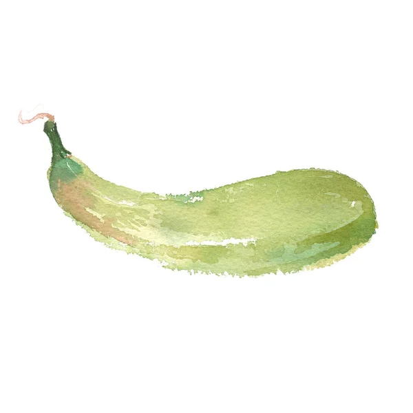 Isoliertes Squash-Aquarell — kostenloses Stockfoto