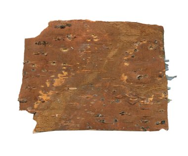 Ormancılık ve ahşap duvar kağıtları için ham huş ağacı dokusuyla doğal ahşap dokusu. Kaba ahşap duvar için beyaz huş ağacı kabuğu. Yazdırma tasarımı ve kırsal web pankartı için organik materyaller.