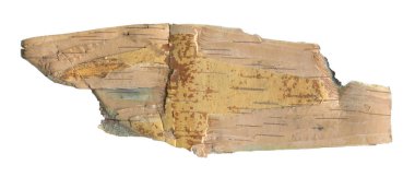 Ormancılık ve ahşap duvar kağıtları için ham huş ağacı dokusuyla doğal ahşap dokusu. Kaba ahşap duvar için beyaz huş ağacı kabuğu. Yazdırma tasarımı ve kırsal web pankartı için organik materyaller.