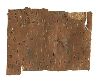 Ormancılık ve ahşap duvar kağıtları için ham huş ağacı dokusuyla doğal ahşap dokusu. Kaba ahşap duvar için beyaz huş ağacı kabuğu. Yazdırma tasarımı ve kırsal web pankartı için organik materyaller.