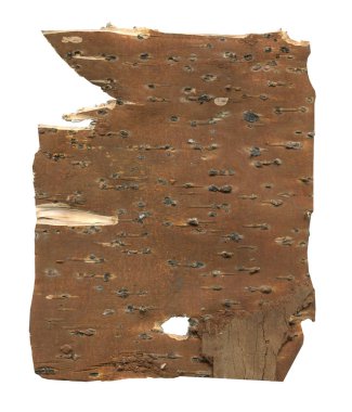 Ormancılık ve ahşap duvar kağıtları için ham huş ağacı dokusuyla doğal ahşap dokusu. Kaba ahşap duvar için beyaz huş ağacı kabuğu. Yazdırma tasarımı ve kırsal web pankartı için organik materyaller.