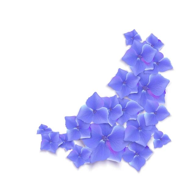 Ilustración vectorial de hortensias. Flor azul de verano aislada en un — Vector de stock