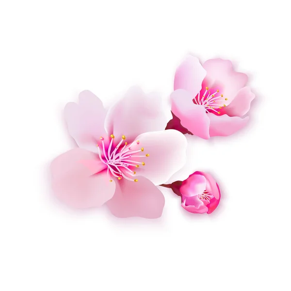 Ilustración vectorial sakura cereza, rama con flores en flor , — Vector de stock