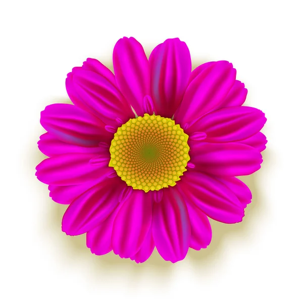 Pink Daisy Flower Isolado Branco Ilustração Vetorial — Vetor de Stock