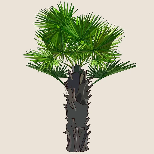 Palme mit ausladenden Blättern auf einem dicken Stamm — Stockvektor