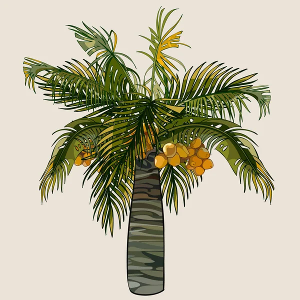 Palmera de dibujos animados con cocos — Archivo Imágenes Vectoriales