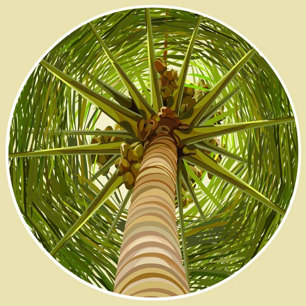 Palmera con cocos vista inferior — Archivo Imágenes Vectoriales