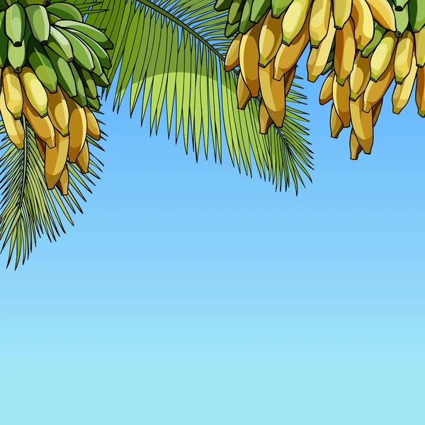 Sky background with palm leaves and bunches of bananas — Stock Vector