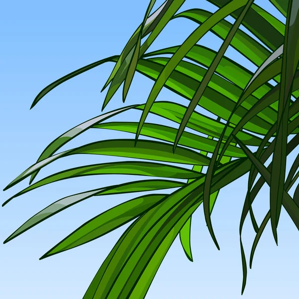 Background of sky with palm leaves — Stock Vector