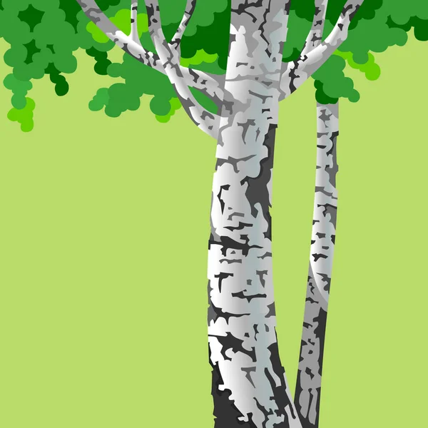Cartoon björkar med vit stam och gröna krona — Stock vektor