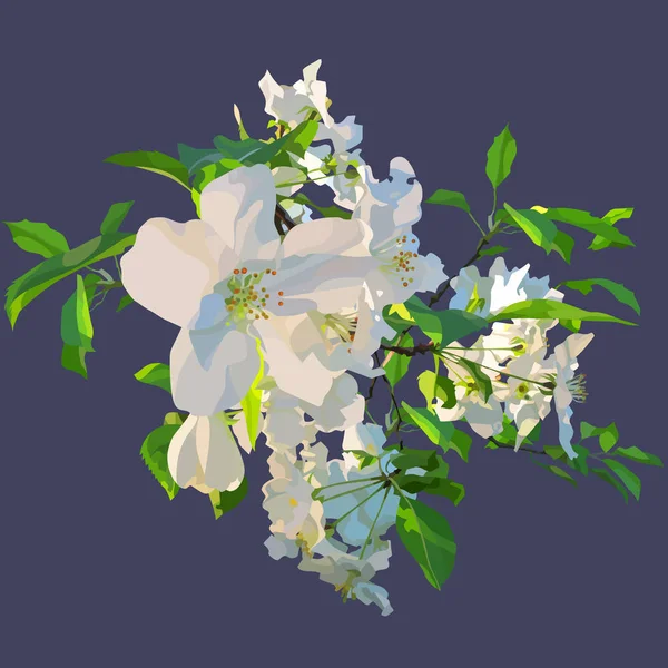 Bemalte weiße Blumen eines blühenden Apfelbaums — Stockvektor
